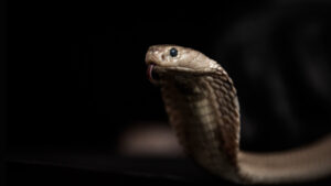 Photo actualité Sénégal