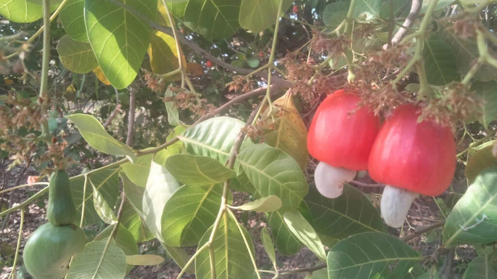 Photo actualité Sénégal