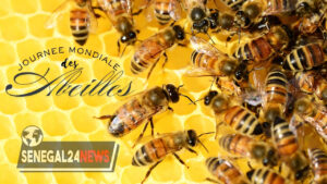 Journee mondiale des abeilles senegal24news