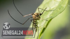 Moustique chikungunya