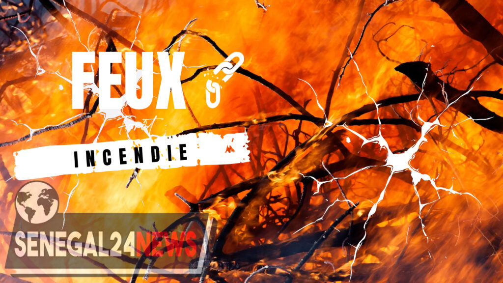 Feux incendie foret