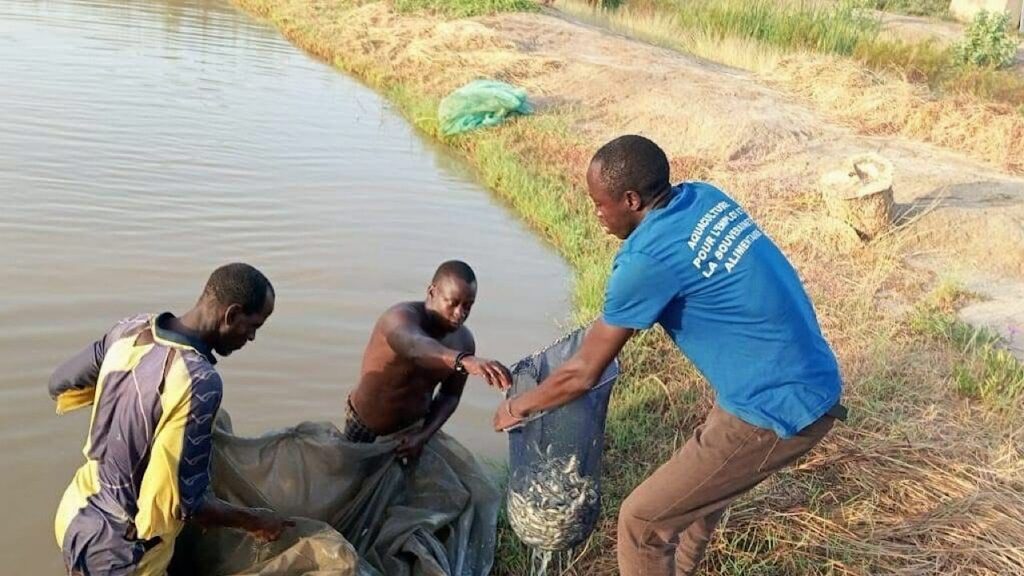 Alevins – aquaculture