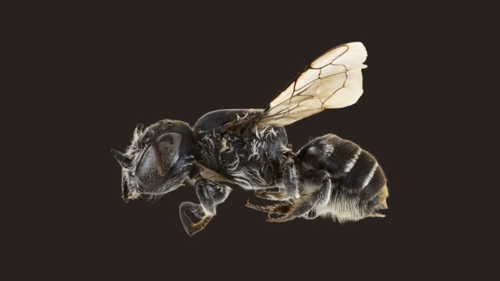 Abeille lucifer australie