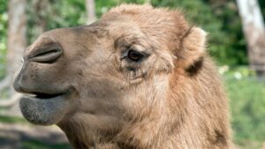 Chameau – dromadaire