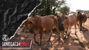 Migration pastorale betail vol vache