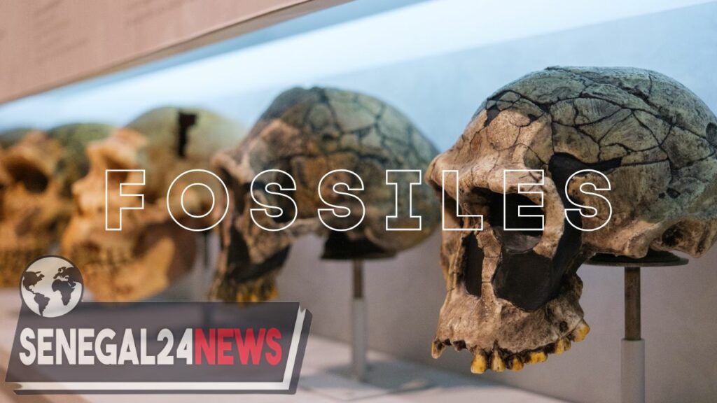 Fossiles humaines afrique