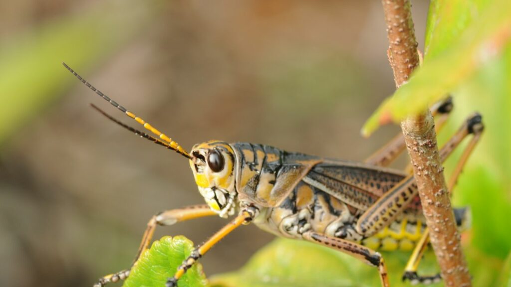 Sauterelle – criquet
