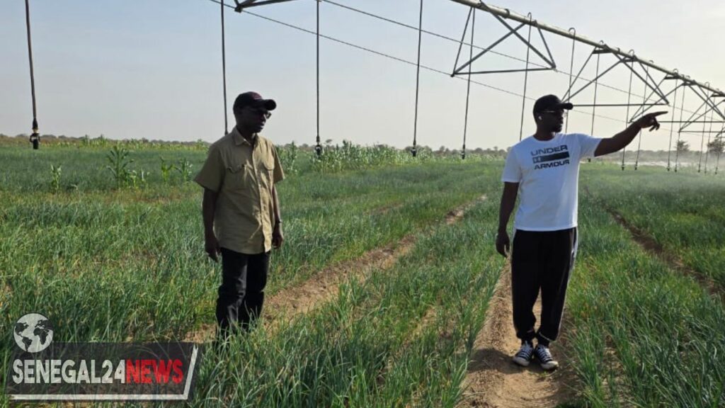 MABOUBA DIAGNE - OUSMANE SONKO