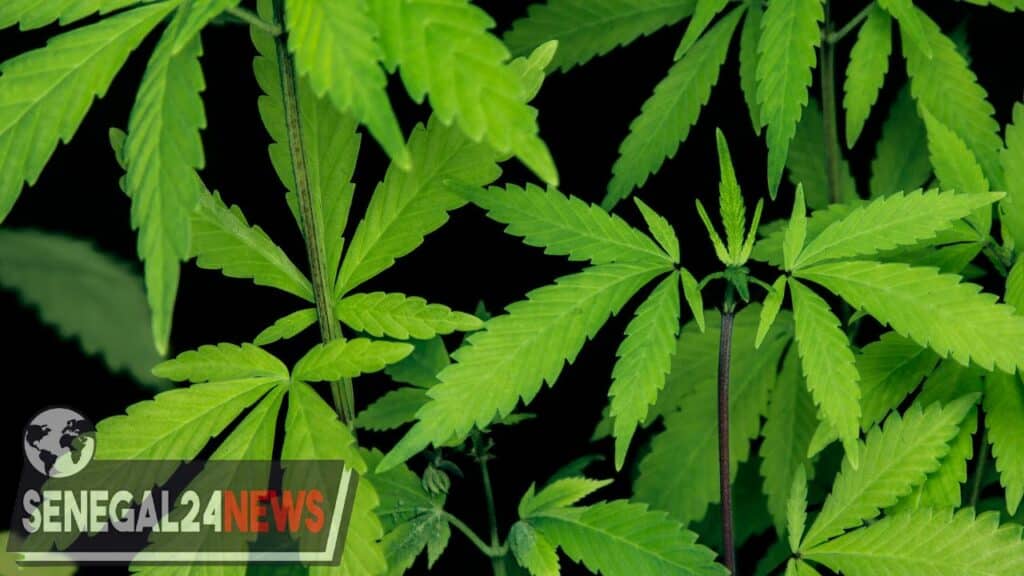 Chanvre indien drogue Sénégal
