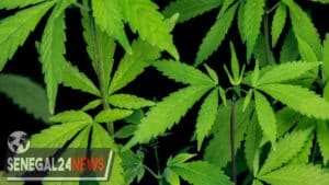 Chanvre indien drogue Sénégal